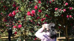 园内130多个品种、4000余株茶花陆续吐蕊