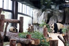 已掌握独立攀爬、奔跑、饮用盆盆奶等技能